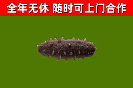 南漳县烟酒回收干海参.jpg